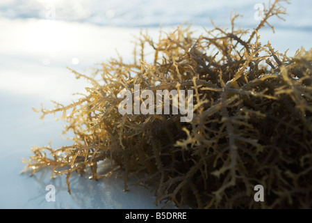 Algen am Strand Stockfoto