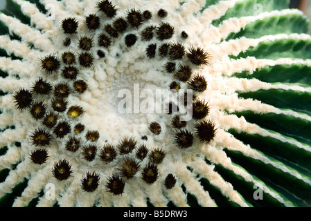 Extreme Nahaufnahme von golden Barrel Cactus, Draufsicht Stockfoto