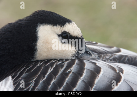 Nonnengans Branta Leucopsis Kopf Detail Schottland winter Stockfoto