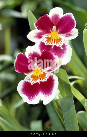Stiefmütterchen Orchidee (Miltoniopsis) Blüte Stockfoto