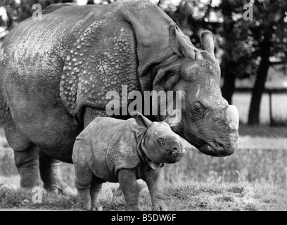 Wer ist dann eine hässliche junge? Er kann kein hübsches Baby sein. Bardia das indische Nashorn ist jedoch ziemlich selten. Er ist einer von nur 1.400 in der Welt und fünf davon sind in Großbritannien. Dazu gehören seine Mutter Roopa, die ein wachsames Auge auf ihren 8-Stein Sohn gestern im Whipsnade Zoo, Betten zu halten war. Bardia, seinen ersten öffentlichen Auftritt, war bereit, mit jedem Spott über sein Aussehen zu bewältigen. Obwohl er erst drei Wochen alt ist, ist er bereits Dickhäuter. Bardia mit seiner Mutter Roopa. Oktober 1989 P00635 Stockfoto