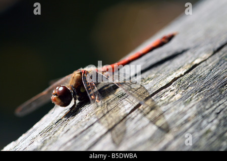 Roter Körper Libelle thront auf einem Protokoll-Zaun Stockfoto