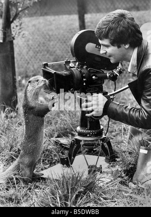 Otter, wandte sich Rotter: gemütliche Arbeit als Fotograf. Es sei denn, das heißt, Sie geschehen zu Dreharbeiten eines Otters Spaten genannt. Täglicher Spiegel Kameramann Alisdair Macdonald trafen sich mit Spaten in Earsham, Suffolk, wo der Film "Tarka der Otter" gedreht wird. Die zwei Jahre alten Rotter, wer als Tarka Baby Otter Tarquina Co-stars mit, begrüßte Alisdair mit einem freundlichen Peck. Aber dann er hogged Alisdairs Kamera. Und plötzlich war es mehr eine nahe Begegnung der Kiefer-Art. Alisdair reumütig sagte; "Ich wollte sanft seinen Körper vor die Linse schieben Stockfoto