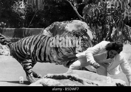 Iíve bekam einen Tiger auf mein Heck: gefaltet in den Pfoten von einem bengalischen Tiger, John Dawley durchläuft den Tagesablauf der Abholung eines Lohns. Nicht für John verkettet, dass Nine-to-Five-Plackerei zu einem Büro Schreibtisch Ñ stattdessen itis eine tägliche Würfel mit der Gefahr, die immer erschreckend schief gehen könnte. Jeden Tag, vor einem Ungläubigen Publikum nimmt die furchtlosen 27-Year-Old ìKipplin, Î der Three-Year-Old Tiger, in eine Show inszeniert im Enchanted Village in Orange County, Kalifornien. Nach erschreckend Positionskämpfen wie diese, entkommt John durch einen Sprung in einen pool Stockfoto