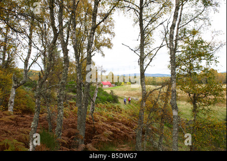 Zwei Frauen gehen weg letzten Silber Birke Burn ' O MwSt Bäume und Farne Scotland UK in den Herbst Betula-Pendel Stockfoto