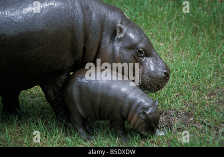 Hippopotame Pygme Pygmäen Hippo und junge Choeropsis Liberiensis Erwachsene Erwachsene Afrika afrikanische amphibische Amphibius Tier ein Stockfoto