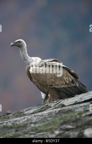 Eurasische Griffon Vulture Spanien winter Stockfoto