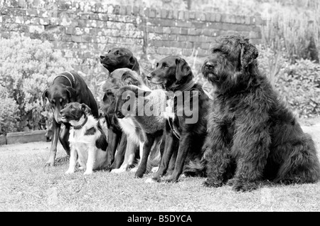 Tiere: Humor: "Daisy" die 12 Wochen alte Lamm hat Dog Training Club Wellington, Somerset verbunden. Besitzerin, Vivienne Harcombe Flasche fütterten sie, wenn sie bei der Geburt und nach dem Leben mit zwei Hunden Viviennes verwaist war, "Daisy" glaubte, dass sie einen Hund zu. Viviennes Freundin Rachel Houghton ist Dozent an der Wellington Dog Training Club und sie waren auf der Suche nach einer Möglichkeit, Hunde, Schafe auf der heimischen Landwirtschaft sorgen zu stoppen. Die Antwort war "Daisy" brachte die Hundeschule. Jetzt, nach nur wenigen Wochen die Hunde und Lamm Trainingseinheiten gemeinsam genießen. Juli 1981 81-03774-006 Stockfoto