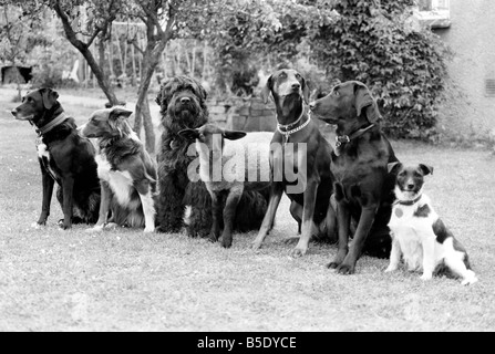 Tiere: Humor: "Daisy" die 12 Wochen alte Lamm hat Dog Training Club Wellington, Somerset verbunden. Besitzerin, Vivienne Harcombe Flasche fütterten sie, wenn sie bei der Geburt und nach dem Leben mit zwei Hunden Viviennes verwaist war, "Daisy" glaubte, dass sie einen Hund zu. Viviennes Freundin Rachel Houghton ist Dozent an der Wellington Dog Training Club und sie waren auf der Suche nach einer Möglichkeit, Hunde, Schafe auf der heimischen Landwirtschaft sorgen zu stoppen. Die Antwort war "Daisy" brachte die Hundeschule. Jetzt, nach nur wenigen Wochen die Hunde und Lamm Trainingseinheiten gemeinsam genießen. Juli 1981 81-03774-007 Stockfoto