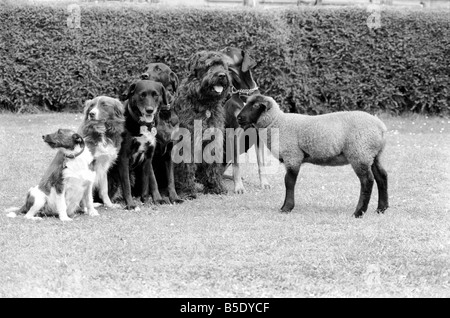 Tiere: Humor: "Daisy" die 12 Wochen alte Lamm hat Dog Training Club Wellington, Somerset verbunden. Besitzerin, Vivienne Harcombe Flasche fütterten sie, wenn sie bei der Geburt und nach dem Leben mit zwei Hunden Viviennes verwaist war, "Daisy" glaubte, dass sie einen Hund zu. Viviennes Freundin Rachel Houghton ist Dozent an der Wellington Dog Training Club und sie waren auf der Suche nach einer Möglichkeit, Hunde, Schafe auf der heimischen Landwirtschaft sorgen zu stoppen. Die Antwort war "Daisy" brachte die Hundeschule. Jetzt, nach nur wenigen Wochen die Hunde und Lamm Trainingseinheiten gemeinsam genießen. Juli 1981 81-03774-013 Stockfoto