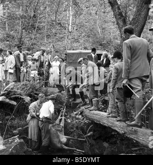 Hunderte von Urlaubern sahen die Jagd des Devon und Somerset Staghounds, endete an der Tötung von einem ausgewachsenen Hirsch am Ufer eines Baches bei Horner, in der Nähe von Minehead, Somerset Sonne gestreut. Fast drei Stunden lang gejagt rot beschichtet Fahrer der Hirsch über Heidekraut bedeckten Moor und durch tief dicht Holz Coombs. Anhänger schleppen der Toten Hirsch an der Seite einer 10-Fuss-Bank aus dem Fluss, mit Hilfe von Seilen. August 1957 J5558 Stockfoto