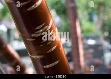 Nahaufnahme der glänzende Rinde der Prunus Serrula oder Birkenrinde Kirsche Baum mit mehr Fokus Bäume im Hintergrund Stockfoto