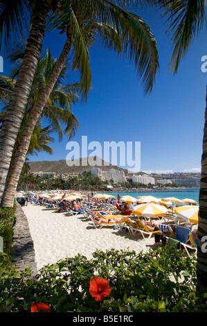 GRAN CANARIA Anfi Beach Luxus Küstenresort mit Palmen Und Hibiskus in Arguineguin im Süden von Gran Canaria Kanarische Inseln Spanien Stockfoto