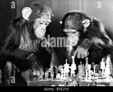 Three-Year-Old Combo rechts erklärt die Bewegungen der verschiedenen Schachfiguren Freddie (im Alter von 2). &#13; &#10; November 1962 Stockfoto