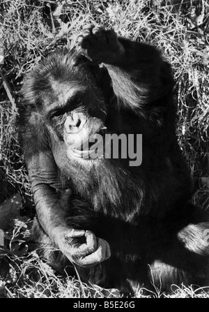 Schinken, der Schimpanse, der Pionier der Raum-Rennen wurde hat sich in den Ruhestand abgesprengt. Er ist in ein neues Zuhause in einem Zoo nach wird von den amerikanischen Behörden als "nationaler Held, der seinen Job gut gemacht hat" pensioniert absetzen. Schinken war im Jahr 1961 in den Weltraum schoss, und seiner 155 Meile Reise nach oben von der Basis in Florida ebnete den Weg für den ersten bemannten Raumfahrt durch Alan Shepherd vier Monate später. Dezember 1980 Stockfoto