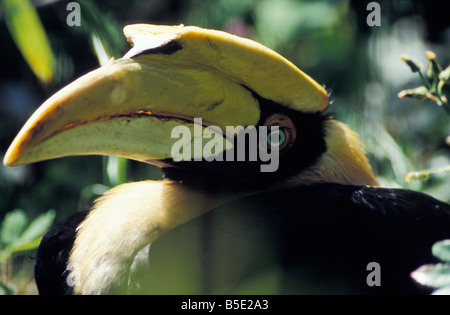 Calao Doppelhornvogel großen indischen Hornbill Buceros Bicornis Porträt Tier Asien Asien Aves Vogel Bucerotidae Calao bico Stockfoto