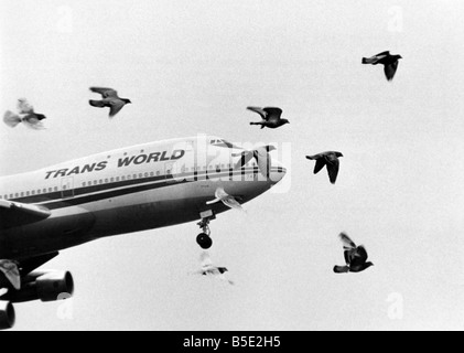 Ein Schwarm Tauben Stream in die Flugbahn eines Jumbojets, die kommen, um am Londoner Flughafen Heathrow landen. Es sieht aus, als ob die Vögel vor Massenmord aber in Wirklichkeit sie auch aus Harms Weg, mehrere hundert Fuß unter der Jet sind. Es ist nur ein Trick der fotografische Blick; Mai 1983 Stockfoto