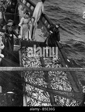 Freda Peterson, im Alter von 20, (links) und Peggy Mckay, 17, sehen ihre Arbeit häufen sich auf dem Deck des Fischerbootes Betty Leslie. Die Mädchen sind Hering Packer in Lerwick, Shetland-Inseln. Sie haben Millionen Fische verpackt, aber wollte immer mit der Flotte gehen und sehen, wie sie gefangen. Kapitän George Leslie nahm sie am Montagabend. Spät in der Nacht sahen die Männer ihre Netze zu schießen. Nach ein paar HoursÍ Schlaf waren die Mädchen auf Deck wieder zu beobachten, den glitzernden, geschleppt glitschige Heringe aus dem Meer. ; Juni 1950 Stockfoto