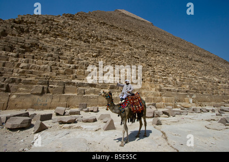 Kamel vor der Chephren-Pyramide in Gizeh Stockfoto