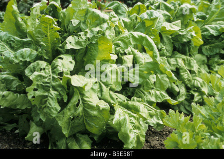 ewiger Spinat auf einem Gemüsebeet wachsen Stockfoto