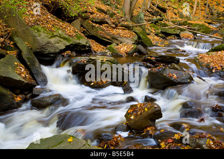 Schleifstein Creek in Herbst Niagara Escarpment Bruce Trail Hamilton Ontario Kanada Stockfoto