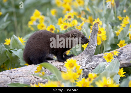 Gefangene junge Fisher (Martes Pennanti) unter Arrowleaf Balsam Wurzel, Bozeman, Montana, USA, Nordamerika Stockfoto