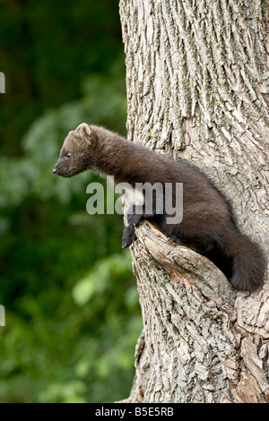 Captive Baby Fisher (Martes Pennanti) in einem Baum, Sandstein, Minnesota, USA, Nordamerika Stockfoto