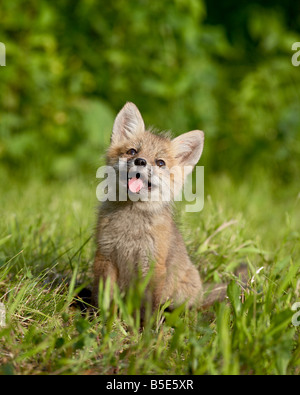 Roter Fuchs (Vulpes Fulva) Kit, Sandstein, Minnesota, USA, Nordamerika Stockfoto