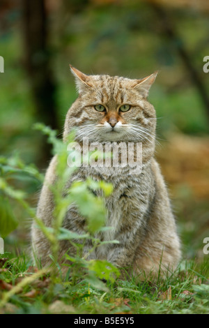 Schottische Wildkatze Felis Silvestris in Gefangenschaft Stockfoto