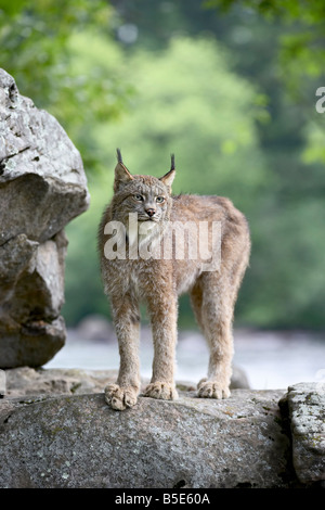 Kanadischer Luchs (Lynx Canadensis) in Gefangenschaft, Sandstein, Minnesota, USA, Nordamerika Stockfoto