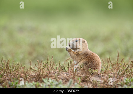 Baby Blacktail Präriehund (Cynomys sich), Custer State Park, South Dakota, USA, Nordamerika Stockfoto