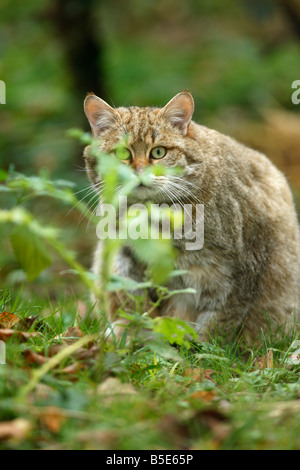 Schottische Wildkatze Felis Silvestris in Gefangenschaft Stockfoto