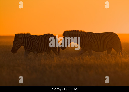 Afrika, Burchell Zebra (Equus Quagga Burchelli) bei Sonnenuntergang Stockfoto