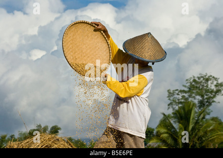 Indonesische Reisbauer in Tana Toraja auf Sulawesi Stockfoto