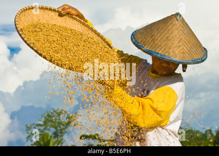 Indonesische Reisbauer in Tana Toraja auf Sulawesi Stockfoto