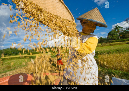 Indonesische Reisbauer in Tana Toraja auf Sulawesi Stockfoto