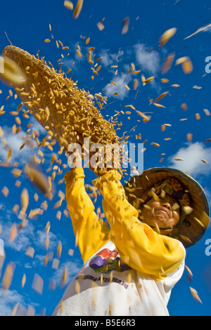 Indonesische Reisbauer in Tana Toraja auf Sulawesi Stockfoto