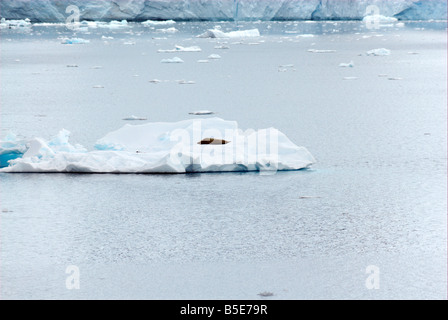 Dichtung, liegend auf einem Eisberg Stockfoto