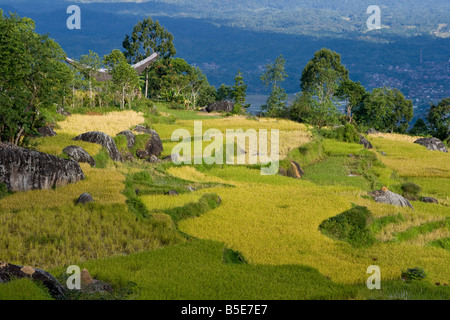 Tongkonan Haus und Reisterrassen in Tana Toraja auf Sulawesi in Indonesien Stockfoto