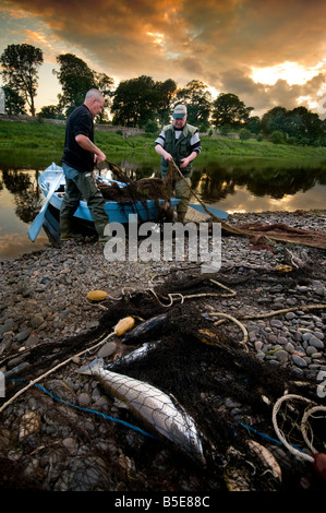 Lachs-Netting auf dem Fluss Tweed Stockfoto