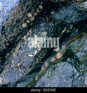 Wasser läuft über Limetten auf einem Felsen, England Stockfoto