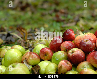 Äpfel, Fallobst in einem Obstgarten in Kent Stockfoto