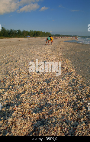 Schale sammeln auf Bowmans Beach, Sanibel Island, Florida, USA, Nordamerika Stockfoto