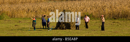 Kommunale Heu machen von Roma im Herbst in der Nähe von Agnita im Bereich sächsischen Dorf Siebenbürgen Rumänien Stockfoto