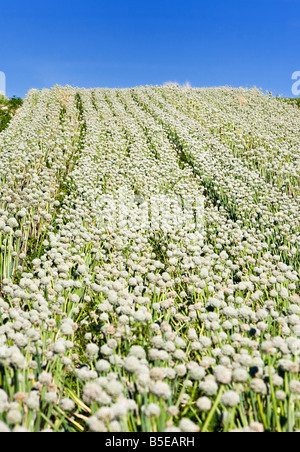 Ein Feld von Reifen Zwiebeln links nach Samen in Südwest Frankreich Europa Stockfoto