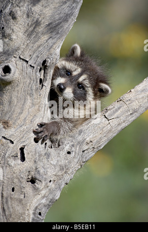 Baby Waschbär (Procyon Lotor) in Gefangenschaft, Tiere von Montana, Bozeman, Montana, USA, Nordamerika Stockfoto