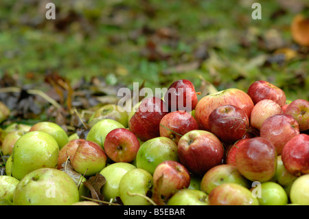 Äpfel, Fallobst in einem Obstgarten in Kent Stockfoto