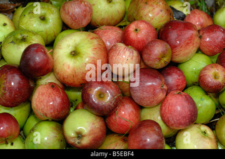 Äpfel, Fallobst in einem Obstgarten in Kent Stockfoto