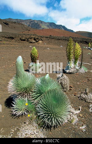 Silversword wachsen in den riesigen Krater des Haleakala, einzigartig in Hawaii es blüht einmal dann stirbt, Maui, Hawaii Stockfoto