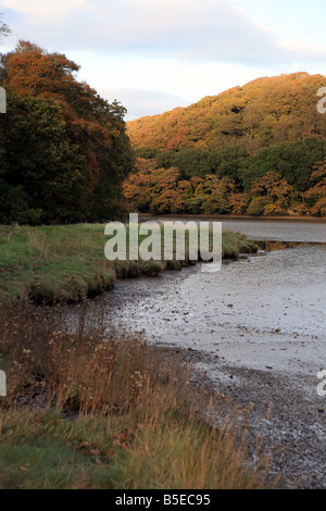 Die Ufer des Flusses bei Ebbe in der Nähe von Pencalenick auf der Tresillian Fluss Pfarrei ST Clement Truro Cornwall England UK Stockfoto